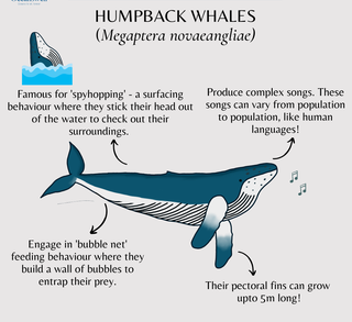 Genes that made Whales grow to giant sizes identified